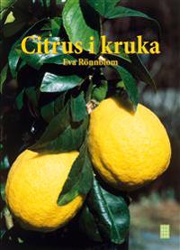 Citrus i kruka
