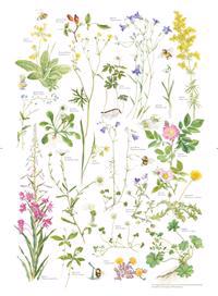 Humlans herbarium 3-pack affisch