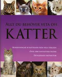 Allt du behöver veta om katter