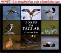 Fokus på FÅGLAR