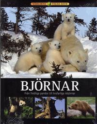 Björnar : Från fredliga pandor till livsfarliga björnar