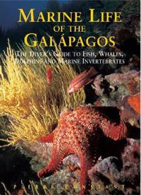 Marine Life of the Galapagos