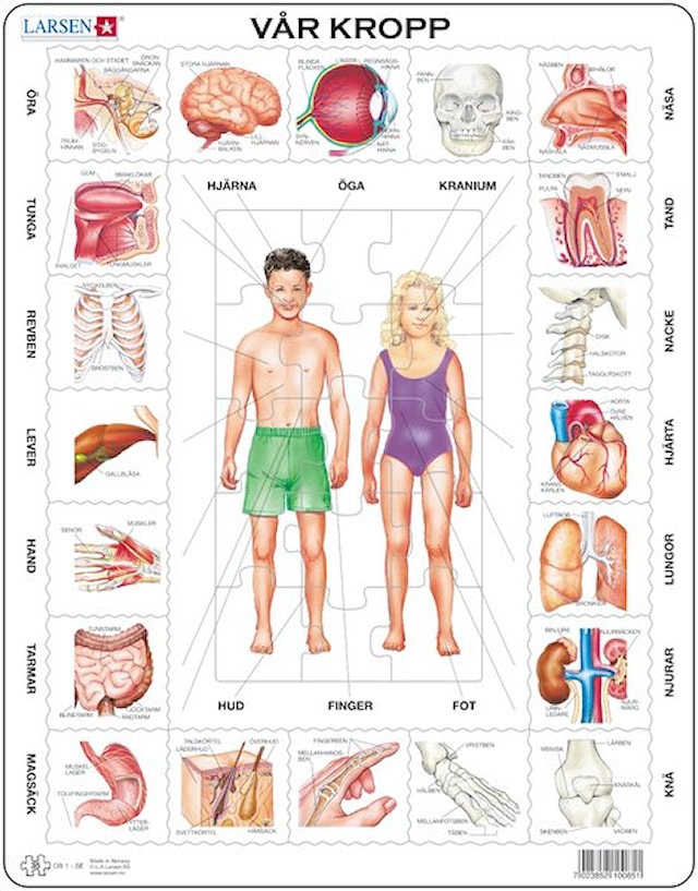 Puslespill, 35 brikker, Kroppen vår