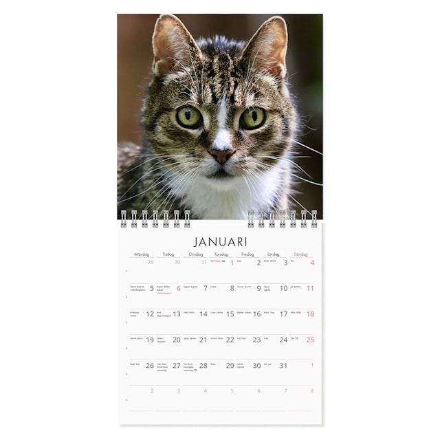 Produktbild 2 för Väggkalender Grumpy Cats Mini 2026