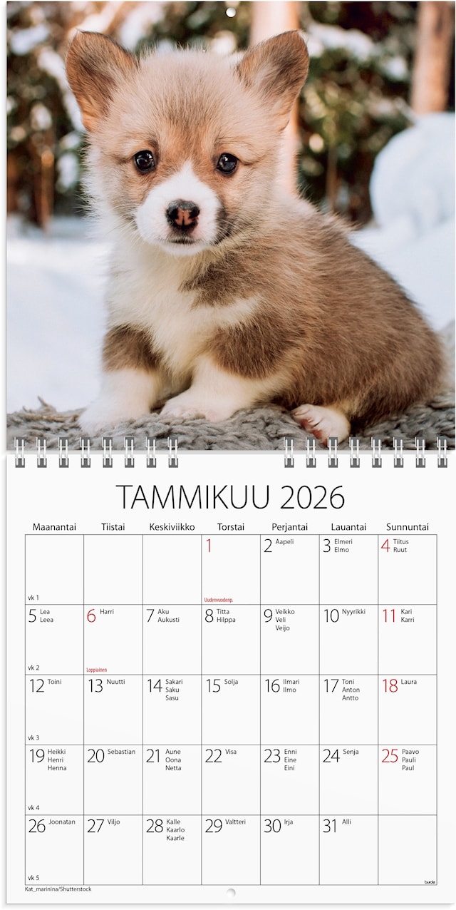 Tuotekuva 2 - Seinäkalenteri 2026 Koiranpennut 160x160 mm Burde