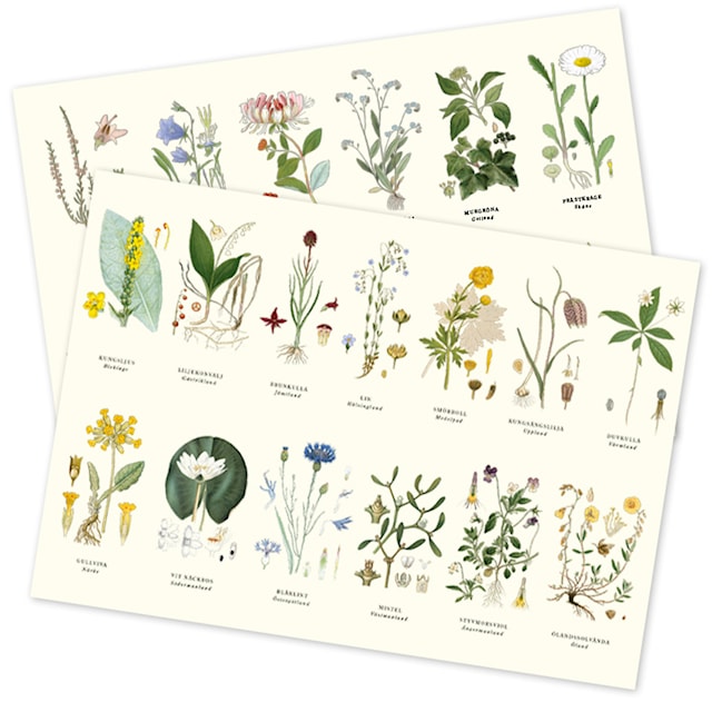 Produktbild 3 för Bordstablett Landskapsblommor 2-sidig 42x30 cm Gullers