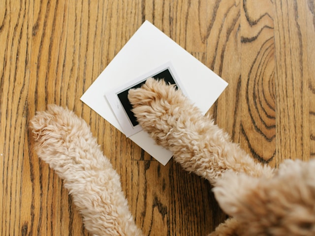 Produktbilde 3 for Best Friends Forever Ram Vit Pearhead