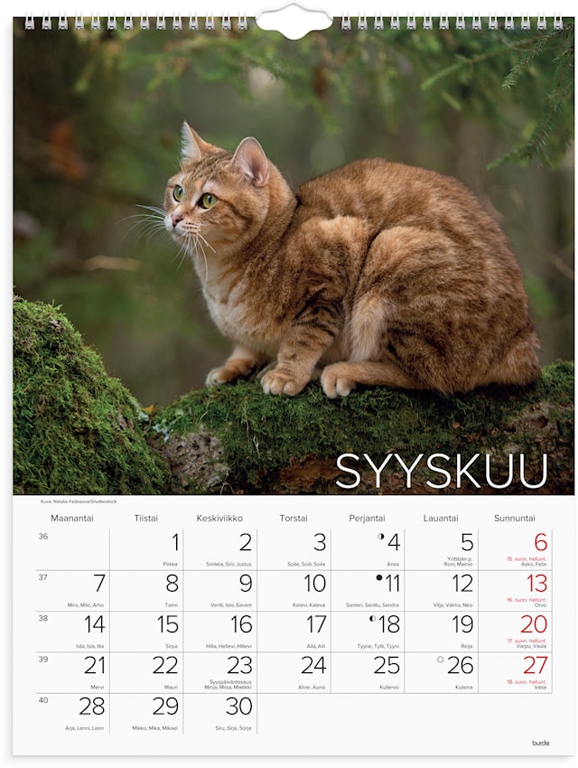 Tuotekuva 2 - Seinäkalenteri 2026 Kissat 295x390 mm Burde