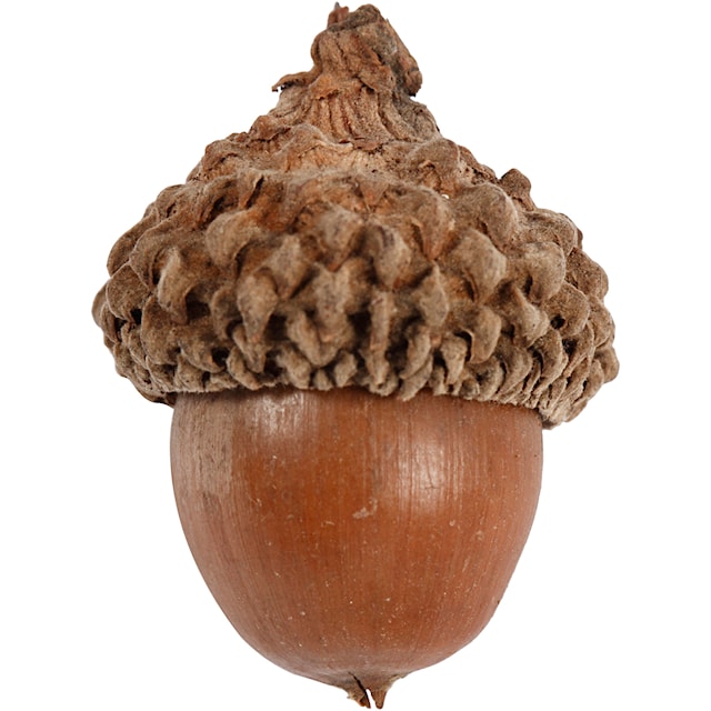 Produktbilde 4 for Eikenøtter, 12 stk./ 1 pk.