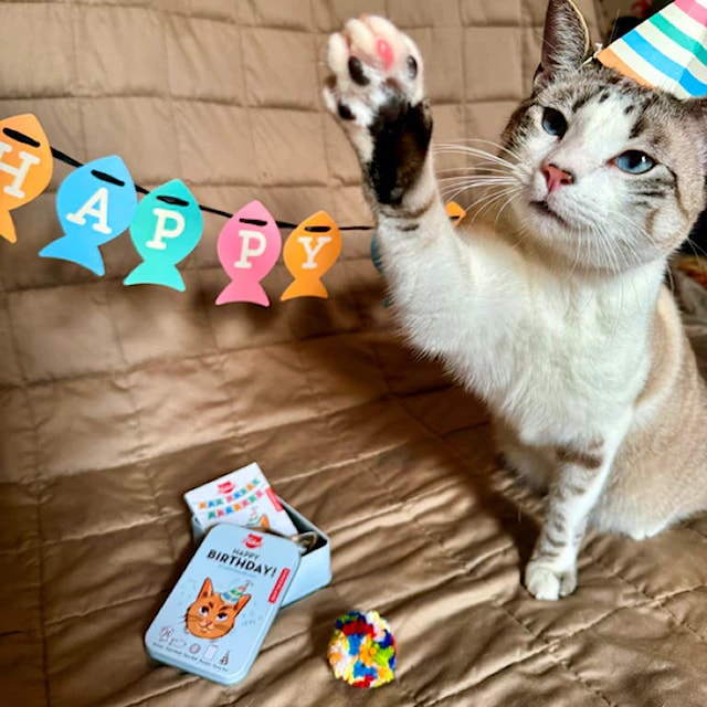 Produktbild 6 för Happy Birthday Cat Tin Kikkerland