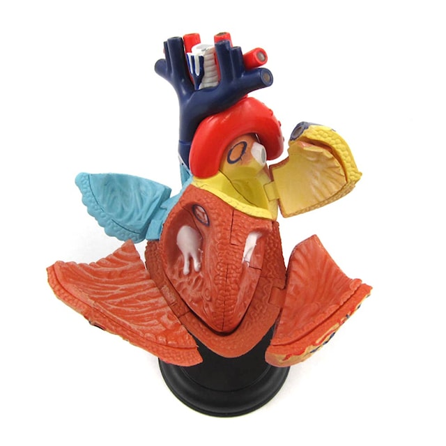 Produktbild 3 för Human Anatomy Heart Anatomihjärta 4D Master