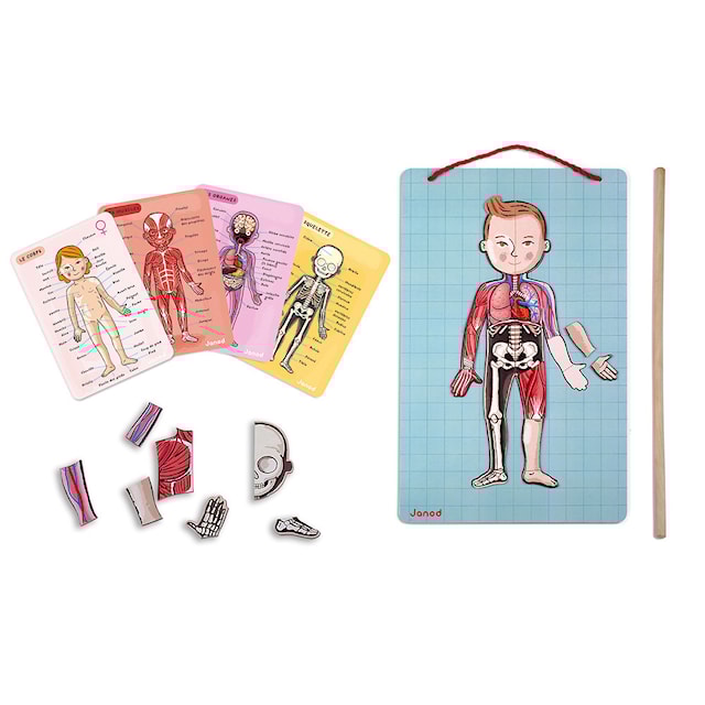 Produktbild 3 för Magnet Lära om Kroppen Janod