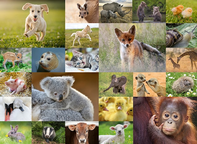 Tuotekuva 2 - Animal Babies Palapeli 200 palaa Ravensburger