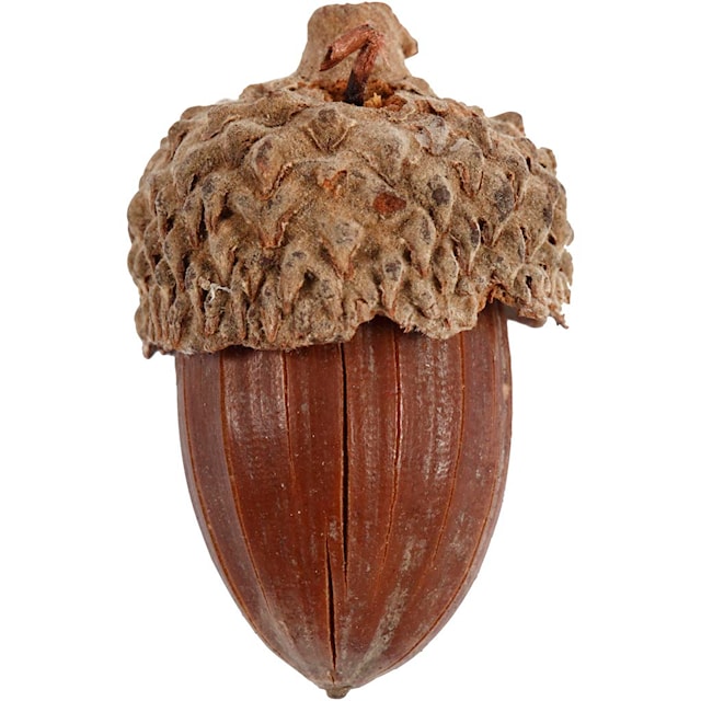 Produktbilde 5 for Eikenøtter, 12 stk./ 1 pk.