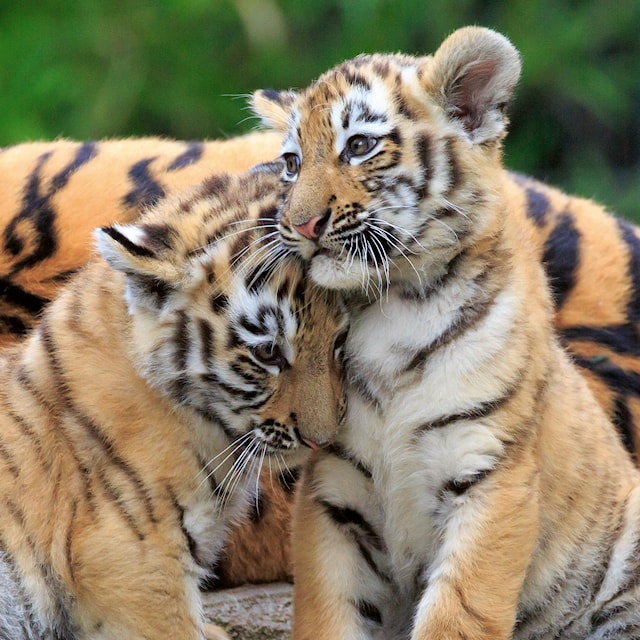 Produktbilde 4 for Panda Lion And Tiger Puslespill 3x49 brikker Ravensburger