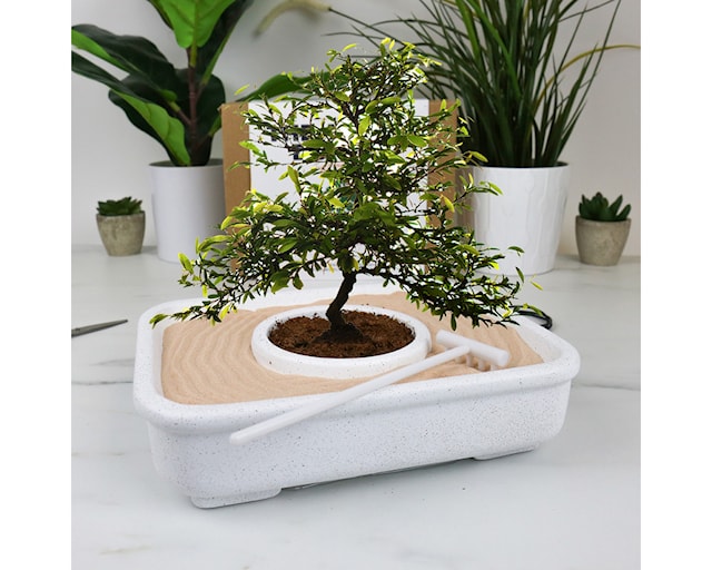 Produktbild 1 för Odlingskit The Art of Bonsai