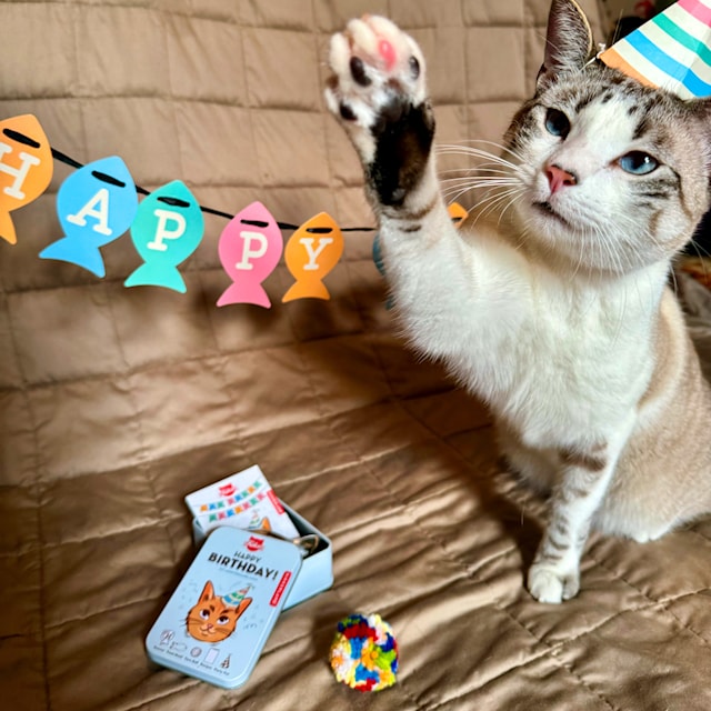 Produktbild 1 för Happy Birthday Cat Tin Kikkerland