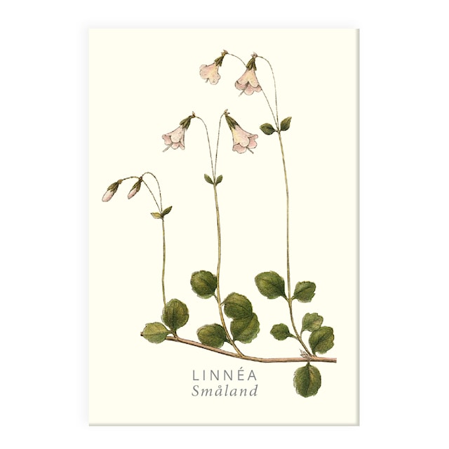 Kylskåpsmagnet Linnéa Gullers