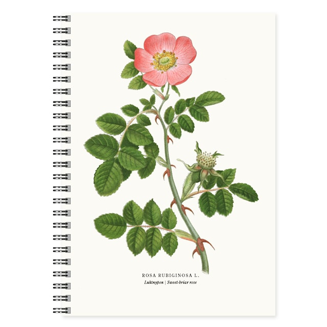 Produktbilde 1 for Notatbok A5 Roseduft Linjert 50 sider Gullers