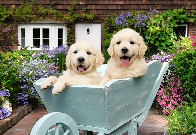 Produktbild 2 för Golden Retriever Pussel 200 bitar, Ravensburger