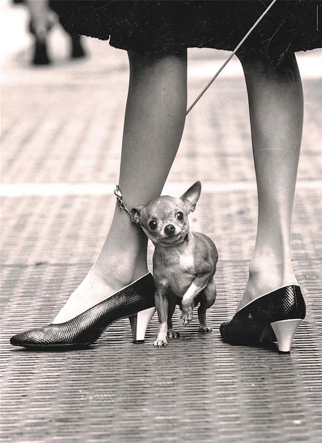 Produktbilde 2 for Puslespill Chihuaua 1000 brikker, Clementoni