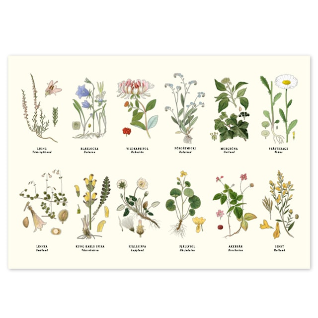 Produktbild 1 för Bordstablett Landskapsblommor 2-sidig 42x30 cm Gullers