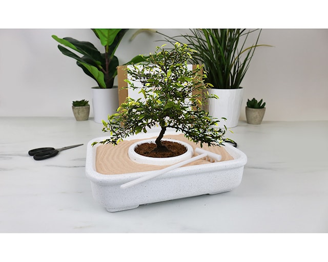 Produktbild 3 för Odlingskit The Art of Bonsai