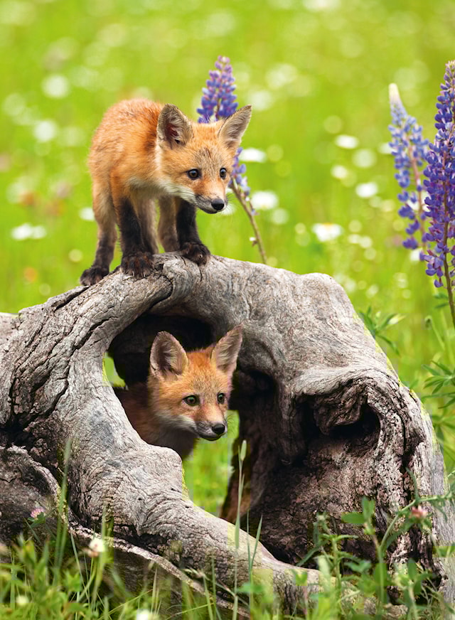 Produktbild 2 för Pussel Curious Foxes 300 XXL bitar, Ravensburger