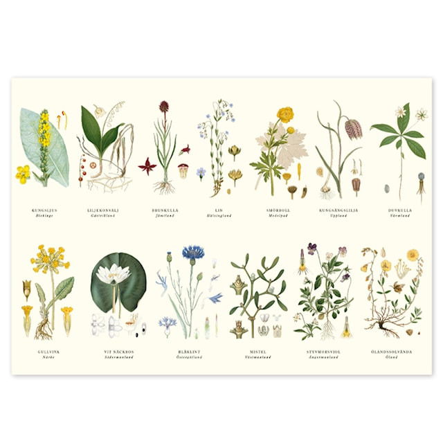 Produktbild 2 för Bordstablett Landskapsblommor 2-sidig 42x30 cm Gullers