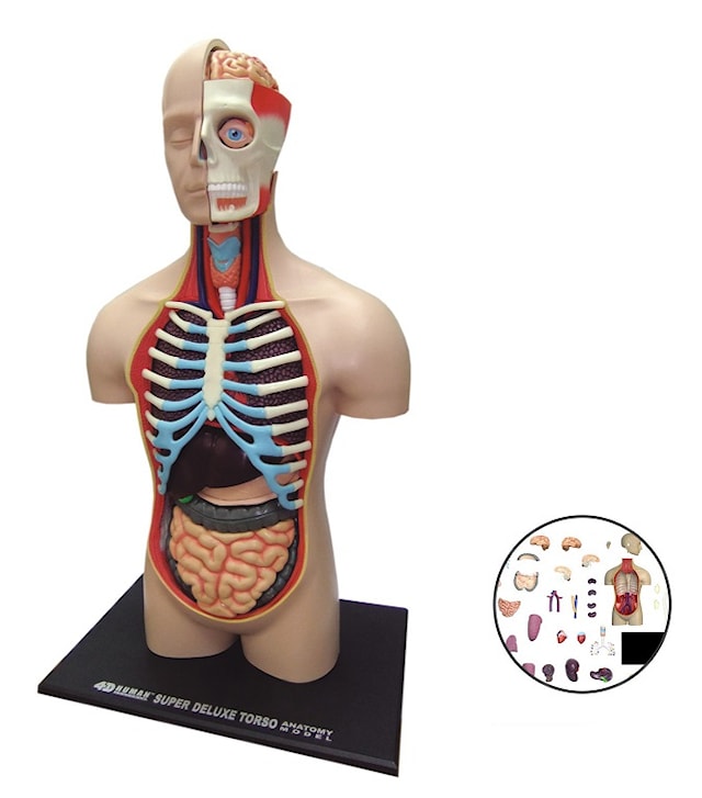 Tuotekuva 2 - HUMAN ANATOMY TORSO DELUXE 54pcs 40cm