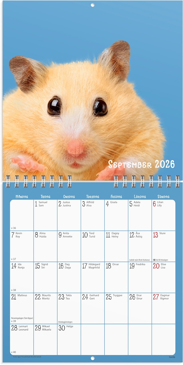 Tuotekuva 2 - Väggkalender 2026 Sötnosar 160x160 mm Burde