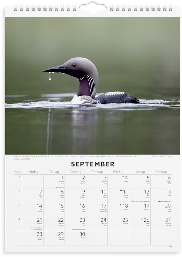 Produktbild 2 för Väggkalender 2026 A4 Fåglar Burde