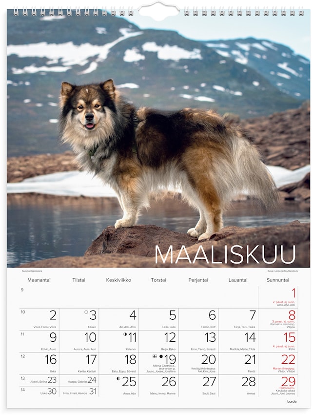 Tuotekuva 2 - Seinäkalenteri 2026 Koirat 295x390 mm Burde
