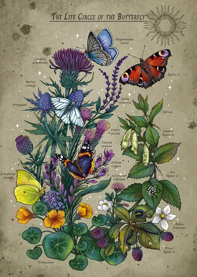 Tuotekuva 2 - Lifecircle Butterfly Palapeli 1000 palaa, Ravensburger