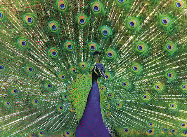 Produktbilde 2 for Peacock 500p Ravensburger