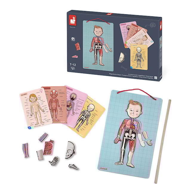 Tuotekuva 2 - Magneetti Opi Kehosta Janod