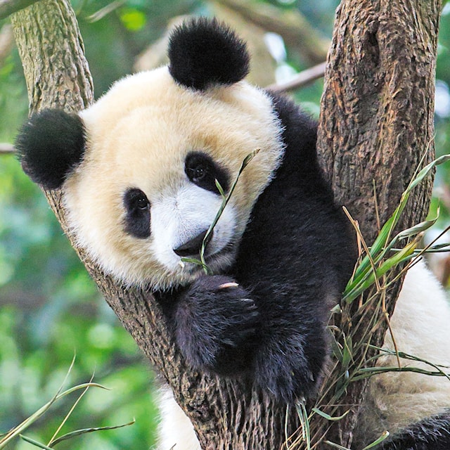 Produktbilde 3 for Panda Lion And Tiger Puslespill 3x49 brikker Ravensburger