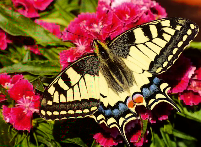 Produktbilde 2 for Butterfly Puslespill 500 brikker, Ravensburger