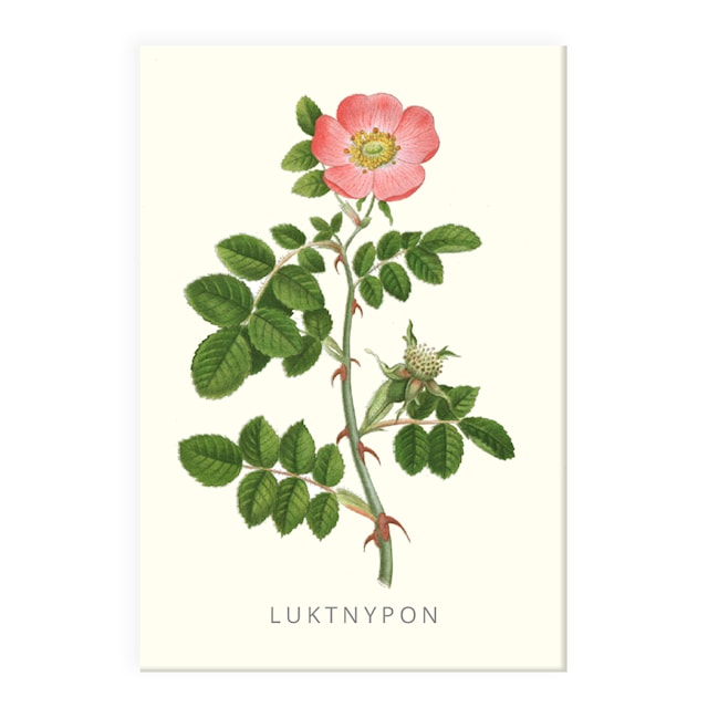 Kjøleskapsmagnet Duftende Nyper Gullers