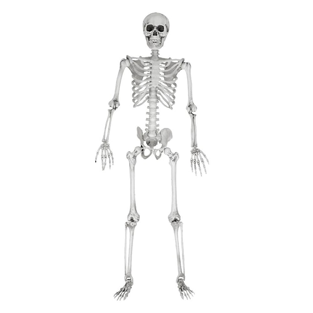 Produktbilde 4 for Human-size Skeleton 1.70m
