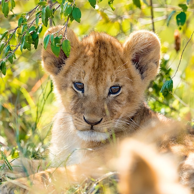 Produktbild 2 för Panda Lion And Tiger Pussel 3x49 bitar Ravensburger