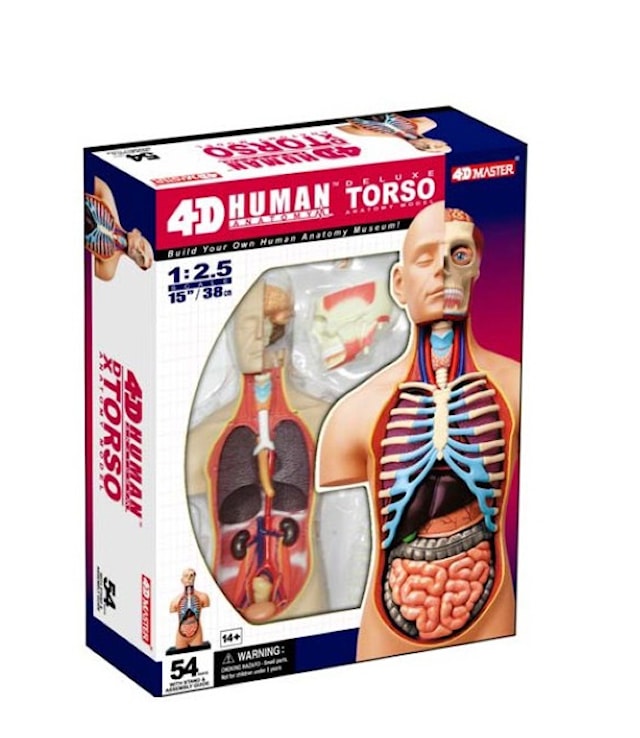 Tuotekuva 1 - HUMAN ANATOMY TORSO DELUXE 54pcs 40cm