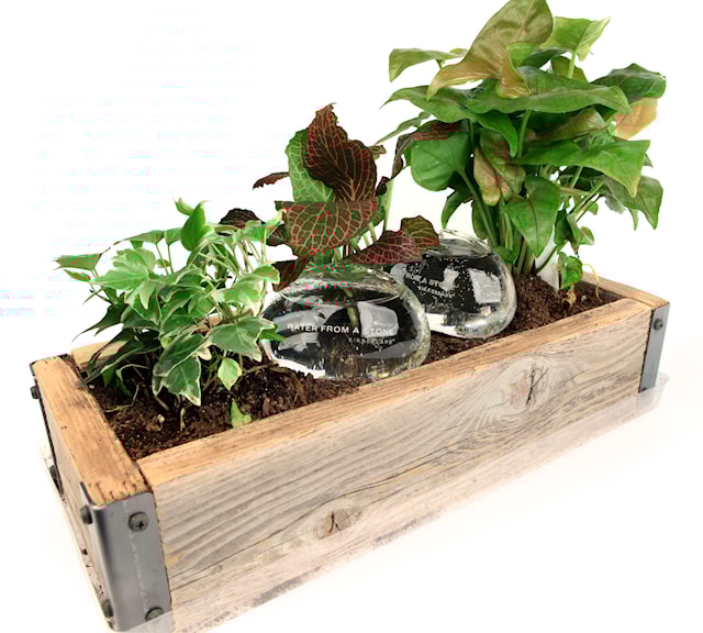 Produktbild 2 för Water From A Stone - Bevattningsstenar i glas 2-pack