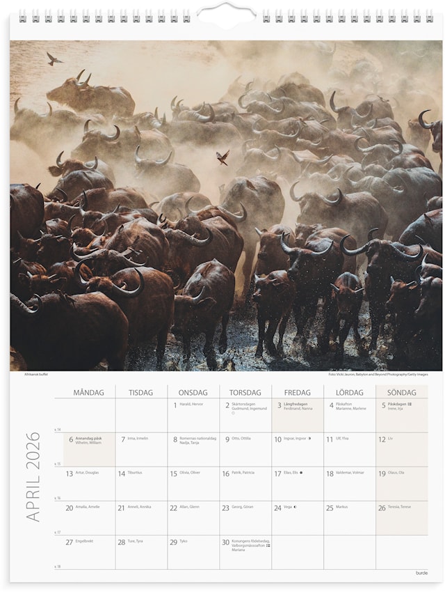 Tuotekuva 4 - Väggkalender 2026 Savannen 295x390 mm Burde
