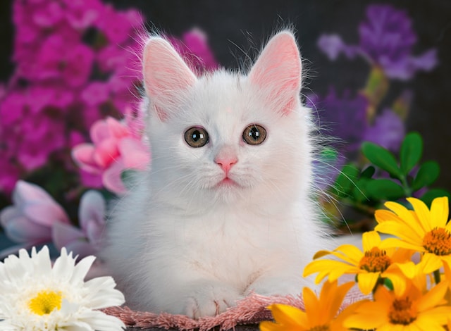 Tuotekuva 2 - White Kitten Glitter Palapeli 100 palaa Ravensburger